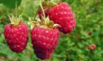 Fruit, Veg, Flowers & Trees