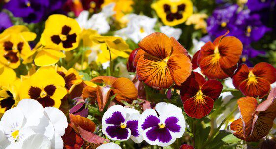 Pansies & Dalias