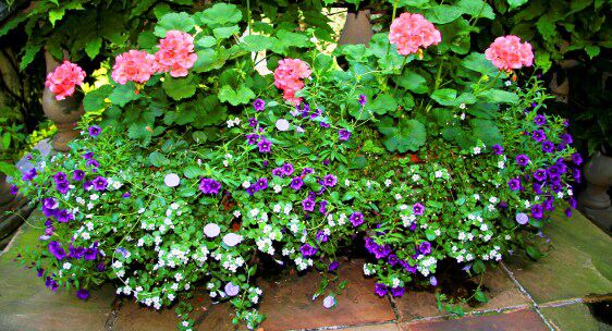 Potted Flowers